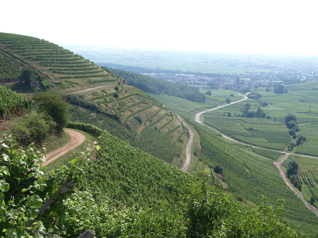 Vine-covered hillsides in the Alsace wine region